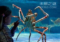 巨型海蜘蛛体长3米模样骇人 深海奇异生物盘点