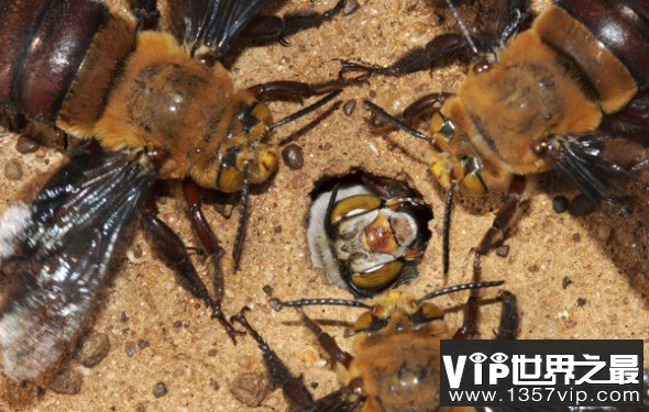 十种生物生存之道 龙血树独特外形收集雨水