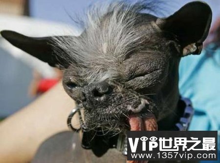 世界上最丑的狗，中国冠毛犬屡获冠军