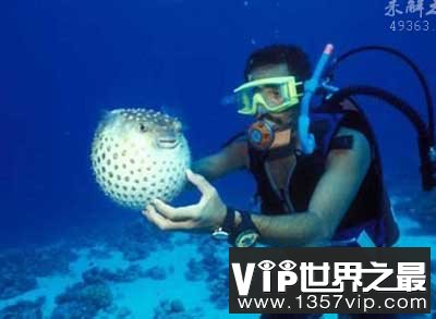 10大危险海洋动物：水母刺伤痛苦与雷击相似