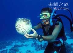 10大危险海洋动物：水母刺伤痛苦与雷击相似