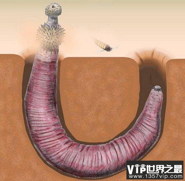 寒武纪十大恐怖生物，怪诞虫竟是霍式不死虫的“亲戚”