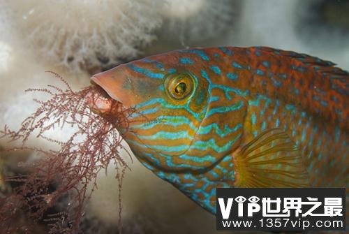 英国海岸十大奇特海洋生物