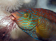 英国海岸十大奇特海洋生物