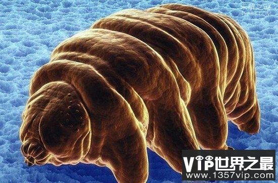 水熊，地球上生命力最强的生物(零下270℃还能活)