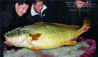 全球最贵食物：金钱猛鱼贵如黄金