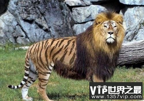 盤點那些奇葩的奇異動物:獅虎獸是雜交動物_vip世界之最