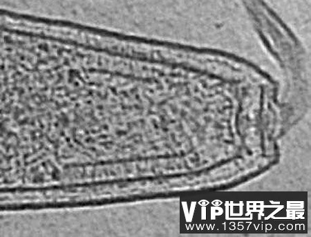 人类是自然界最特性的生命吗？