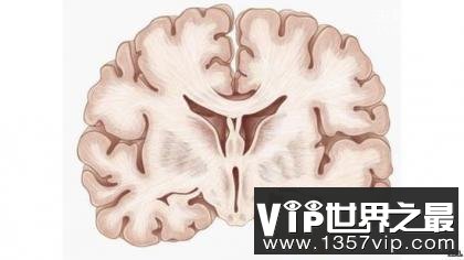 “海马体”长度不到10厘米 竟能偷走人类的记忆力