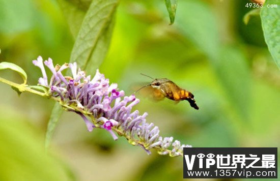 产于美国的稀有昆虫蜂鸟鹰蛾惊现湖南