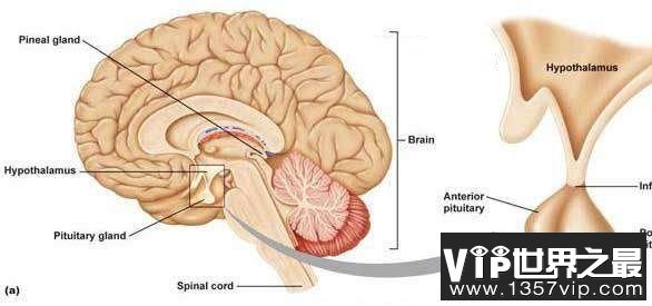 人体最重要的器官:脑垂体