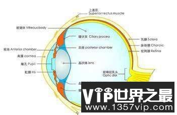 人体最重要的十大器官，哪个器官最重要呢?