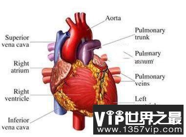 人体最重要的十大器官，哪个器官最重要呢?