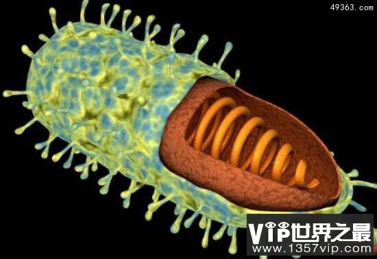 造成5亿人的死亡天花病毒有多可怕?80年代人类宣布消灭它