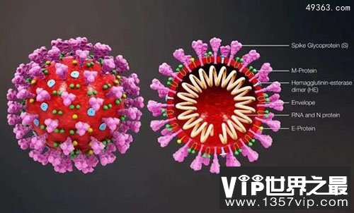 中性粒细胞，人类身体内的微型84消毒液工厂