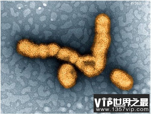 人类历史上12种最致命病毒，冠状病毒上榜