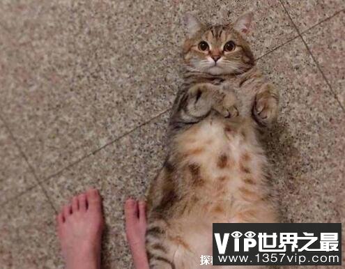 怎么确定猫认主人了，四种表现就能看出(认主了会睡你的床)