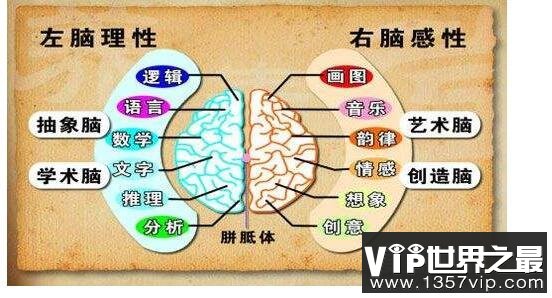 左脑右脑分别控制什么，左脑控制人的逻辑思维(右脑侧重艺术思维)