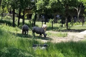 世界十大最佳动物园 奥马哈动物园上榜第七是野生动物园模式