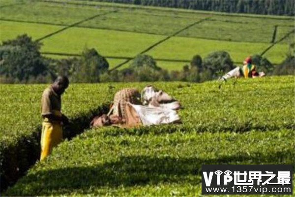 世界饮茶十大国家 巴基斯坦上榜，第一不是中国