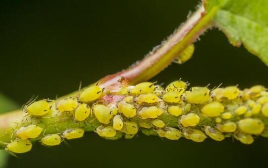 世界上繁殖最快的昆虫：蚜虫，一年繁殖30代(N世同堂)