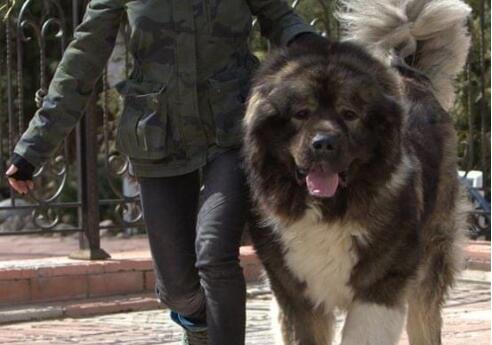 世界上最凶猛的五种犬，美国斗牛梗与日本土佐斗犬谁厉害