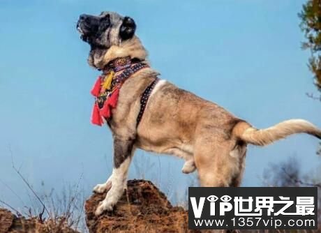 世界恶犬之坎高犬，肩高一米以上的巨大犬种(土耳其猛犬)