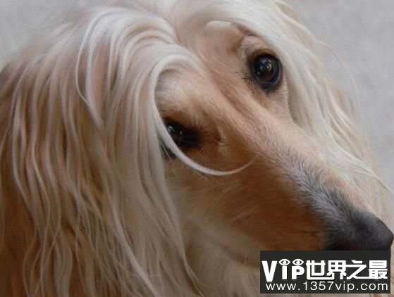 “超级模特”阿富汗猎犬有多美，阿富汗猎犬为什么被禁养