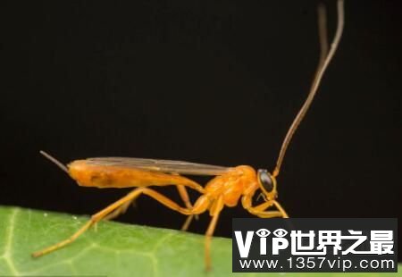 解密十种杀不死的生物，生命力顽强竟不怕核武器