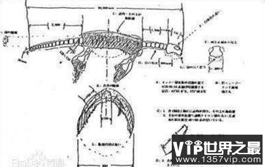 揭秘日本1977年海怪尸体事件，渔网中现“深海怪兽”(疑似远古蛇颈龙)
