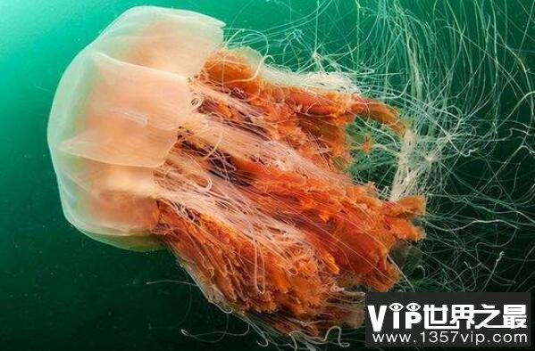 十大深海神秘巨型生物（1357vip.com）