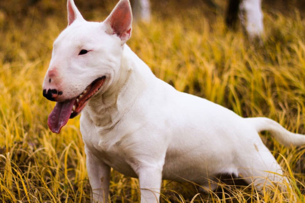 世界上最凶猛的小型犬：迷你牛头梗战力超强