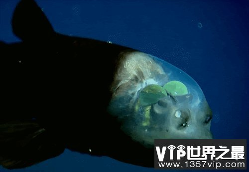 海洋十大“鬼鱼”：每种鱼长相都奇丑无比