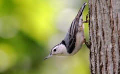 世界上唯一能头向下爬树的鸟——白胸鳾体长15.5厘米