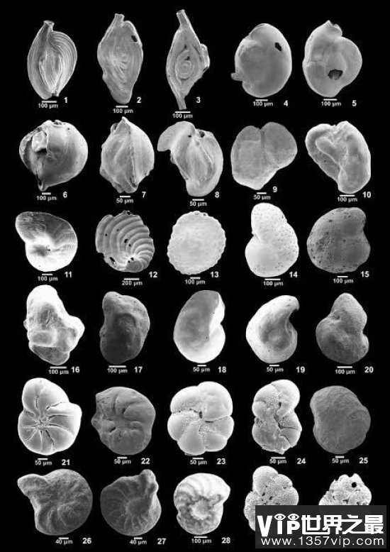 世界上最有价值的沙子：星砂是微小的原生生物