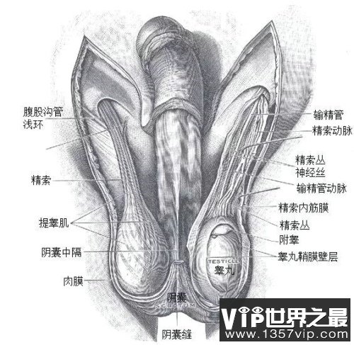 男性人类睾丸示意图