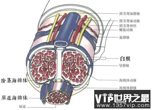 丁丁内部切面图