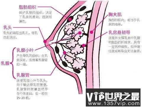 为什么有的女生胸大，有的却胸小