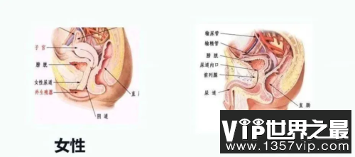 尿路感染为何偏爱女性