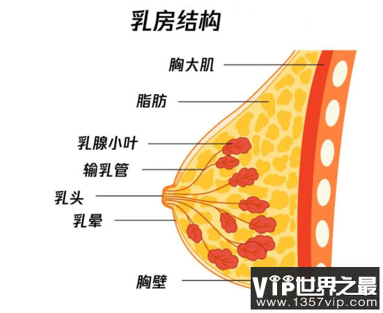 女人的胸VS男人的胸