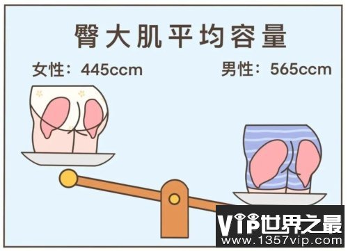 男性臀大肌的平均容量显着高于女性