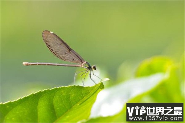 世界上最快的昆虫是什么：澳大利亚蜻蜓速度达58千米/小时