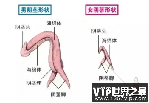 女性的Y蒂和男性的Y茎就是同源器官