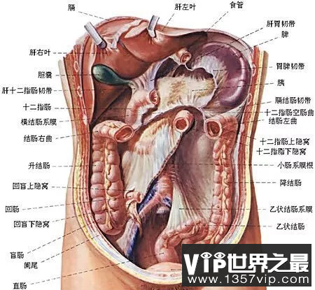 腹部解剖图