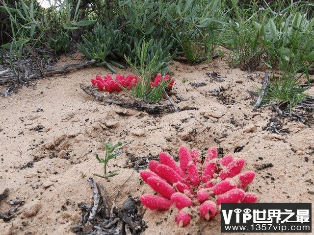 世界上最违反常识的沙漠：每到雨季遍地多肉植物