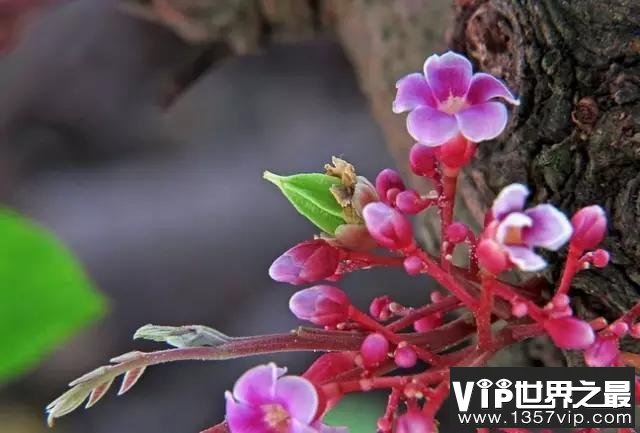 世界十大最旺风水的花，长寿花排第一位