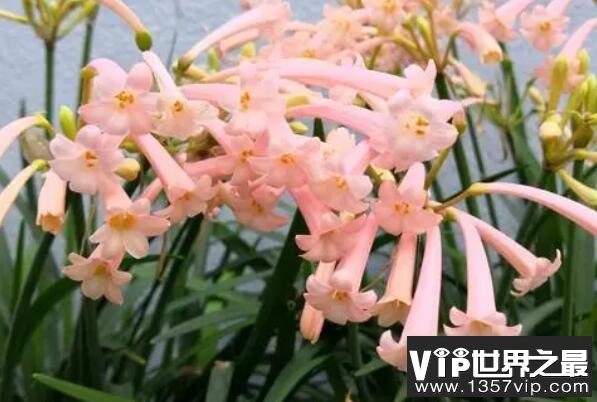 冬季开花的植物排行榜前十名：梅花、垂筒花位列前两名