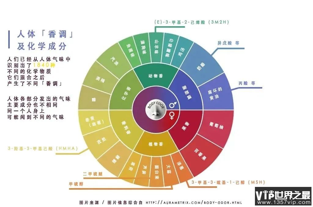 接下来咱们再来说说音道的气味