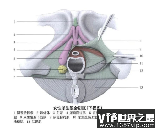 前庭大腺