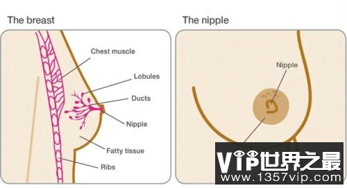 首先我们要先来了解乳房的结构